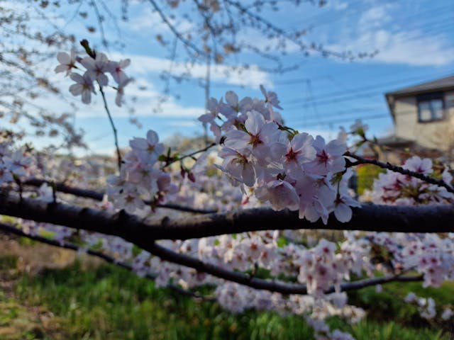 Du betrachtest gerade Hanami: Japans atemberaubendes Kirschblütenfest erleben